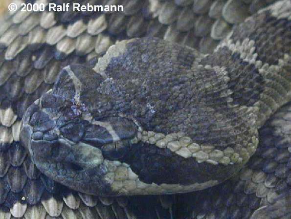 Crotalus viridis viridis Bild05